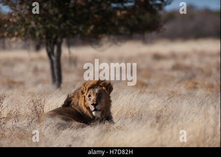 Lion (Panthera leo) in der Nähe des Springbokvlakte Waterhole, Etosha National Park, Namibia Stockfoto