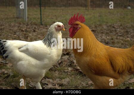 Leichte Brahma Huhn und Buff Orpington Hahn, von Angesicht zu Angesicht Stockfoto