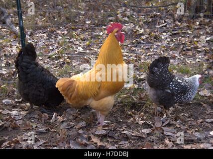 Buff Orpington Hahn krähen, umgeben von seinen Hennen Stockfoto