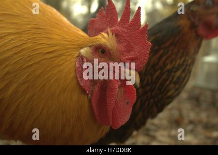 Ein Buff Orpington Hahn Gesicht Nahaufnahme Stockfoto