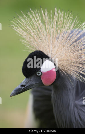 Schwarz, schwarz-necked oder westafrikanischen gekrönter Kran (Balearica Pavonina). Porträt. Stockfoto