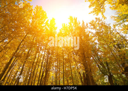 Goldener Herbst Aspen Bäume Stockfoto