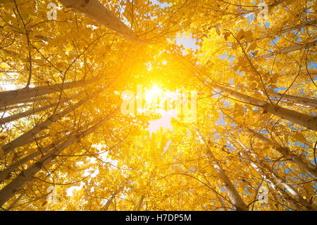 Herbst-Aspen-Bäume Stockfoto