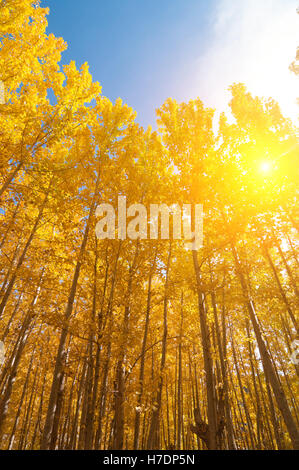 Aspen Bäume im Herbst Jahreszeiten Stockfoto