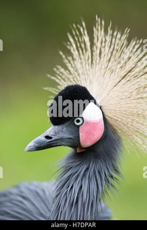 Schwarz, schwarz-necked oder westafrikanischen gekrönter Kran (Balearica Pavonina). Porträt. Stockfoto