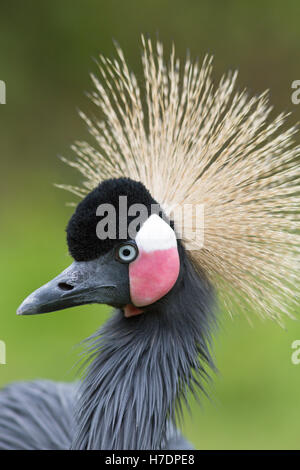 Schwarz, schwarz-necked oder westafrikanischen gekrönter Kran (Balearica Pavonina). Porträt. Stockfoto