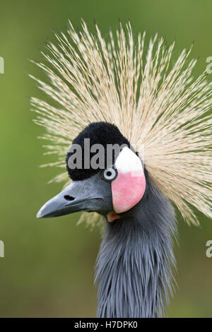 Schwarz, schwarz-necked oder westafrikanischen gekrönter Kran (Balearica Pavonina). Porträt. Stockfoto