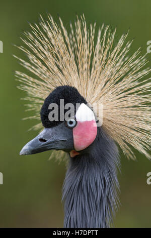 Schwarz, schwarz-necked oder westafrikanischen gekrönter Kran (Balearica Pavonina). Porträt. Stockfoto