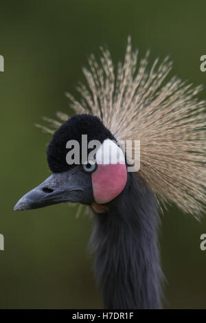 Schwarz, schwarz-necked oder westafrikanischen gekrönter Kran (Balearica Pavonina). Porträt. Stockfoto