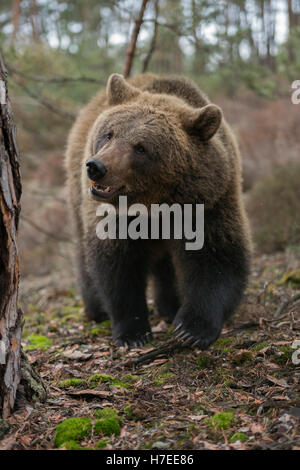 Europäischer Braunbär / Braunbaer (Ursus Arctos), jungen Cub erforschen ihrer Umgebung kommen enge, neugierig, nett und lustig. Stockfoto