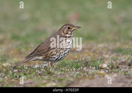 Singdrossel / Singdrossel (Turdus Philomelos), während Frühjahrszug, sitzen auf dem Boden auf der Suche nach Nahrung, aufmerksam. Stockfoto