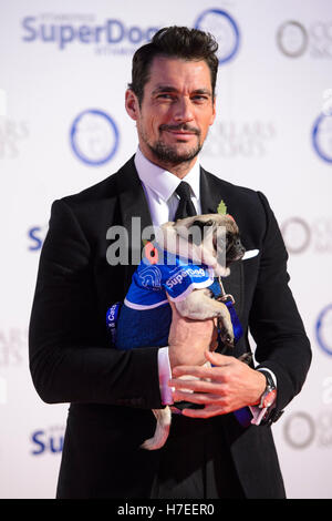 David Gandy besucht die Halsbänder & Mäntel Gala-Ball, fundraising für Battersea Hunde und Katzen zu Hause, Battersea Evolution in London.PRESS Verein Foto. Bild Datum: Donnerstag, 3. November 2016. Bildnachweis sollte lauten: Matt Crossick/PA Wire. Stockfoto