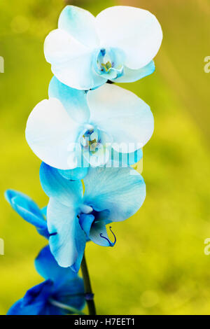 Schöne vertikales Bild ein ziemlich gefärbte blaue Orchidee mit einem weichen Bokeh-Hintergrund Stockfoto