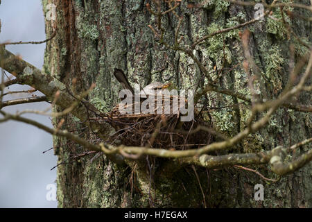 Wacholderdrossel (Turdus Pilaris) sitzt in seinem Nest, Zucht, hoch oben in einem einzigen Baum, versteckt zwischen Zweigen nisten. Stockfoto