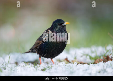 Gemeinsamen Starling (Sturnus Vulgaris) in der Zucht Kleid auf Schnee bedeckten Boden, Gras, Wintereinbruch, aufmerksam beobachten. Stockfoto