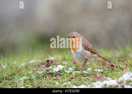 Rotkehlchen (Erithacus Rubecula), sitzen auf dem Boden auf der Suche nach Nahrung, Reste von Schnee, späte Wintereinbruch. Stockfoto