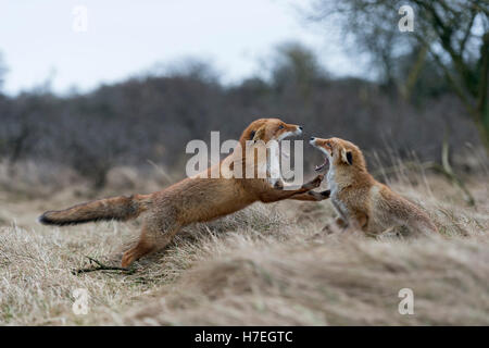 Rote Füchse / Rotfuechse (Vulpes Vulpes) in aggressiven Kampf, Kämpfe, mit weit geöffneten Rachen, drohen einander angreifen. Stockfoto