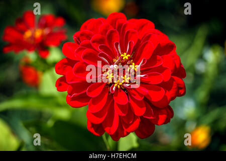 rot gefärbten Gerbera Daisy von oben im Garten Stockfoto