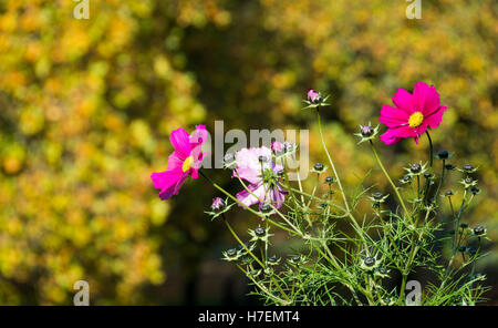 Rosa Blüten gegen Herbst Farbe in St Andrew Park in St Andrews, Bristol. Stockfoto