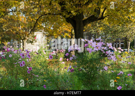 Herbstfärbung in St Andrew Park in St Andrews, Bristol. Stockfoto