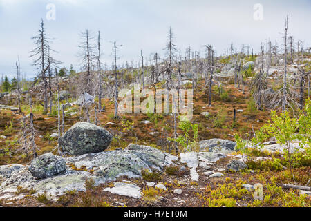 Naturlandschaft Berg Vottovaara nach langjähriger Waldbrand. Karelien, Russland Stockfoto