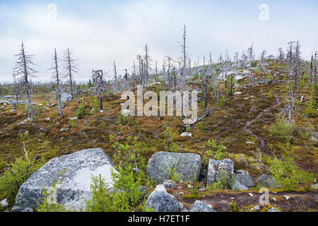 Naturlandschaft Berg Vottovaara nach langjähriger Waldbrand. Karelien, Russland Stockfoto