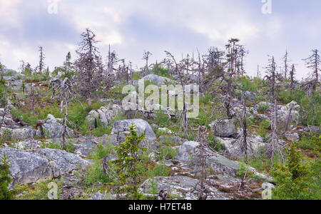 Naturlandschaft Berg Vottovaara nach langjähriger Waldbrand. Karelien, Russland Stockfoto