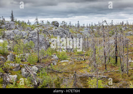 Naturlandschaft Berg Vottovaara nach langjähriger Waldbrand. Karelien, Russland Stockfoto