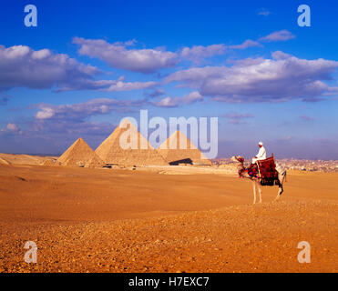 Pyramiden und Kamel, Giza, Ägypten Stockfoto