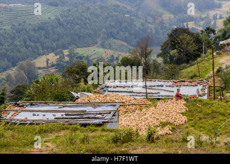 Landwirte sammeln Mais zu eingesackt und ausgetrocknet, in Umgebung von Dhulikhel, Nepal Stockfoto