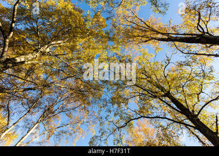 Ein Foto von Birken in The Lake District im Herbst. Stockfoto