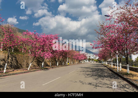 In Yunnan, China, blühen im Frühling Kirschbäume in voller Blüte Stockfoto
