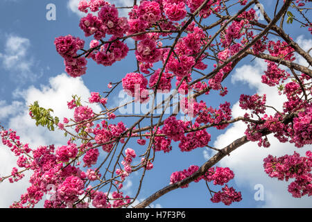 Cherry Blossom. Cherry Blossoms. Stockfoto