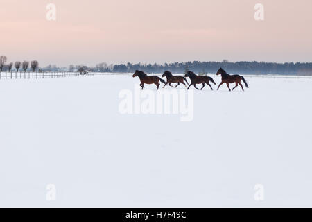 Galoppierende Pferde auf Koppel mit Schnee bedeckt Stockfoto