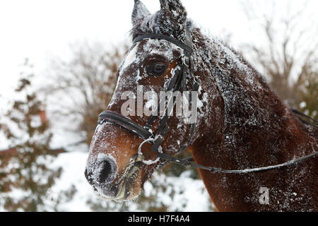 Pferd sich wälzen im Schnee Stockfoto