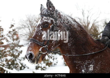 Pferd sich wälzen im Schnee Stockfoto