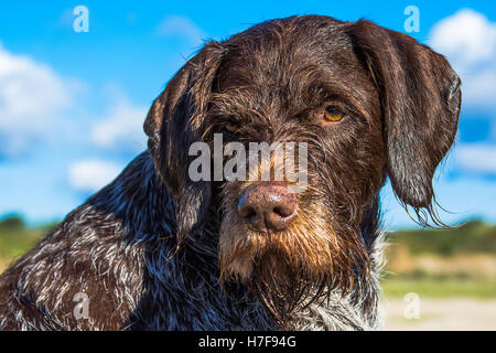 Deutsch Drahthaar. Jagdhund an sonnigen Tag Stockfoto