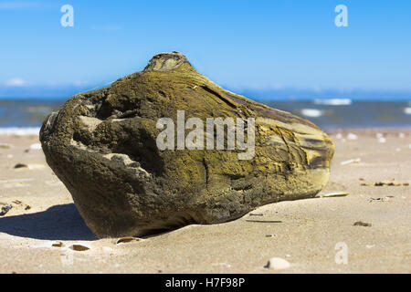 Gewaschene Treibholz am Sandstrand an der Ostsee Stockfoto