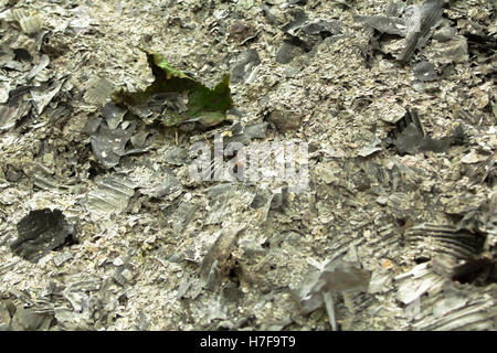 Asche-Textur Stockfoto