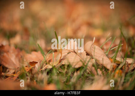 Eine Bodengleiche Ansicht der Blätter auf dem Boden im Herbst. Geringe Schärfentiefe. Stockfoto