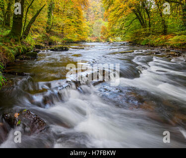 Der Fluss Barle durch einen herbstlichen Wald in Exmoor National park Stockfoto