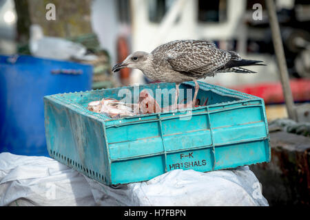 Eine juvenile Silbermöwe Fütterung auf fangen die Tage von einem Fischerboot. Stockfoto