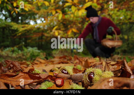 Frisch gefallenen Kastanien (Castanea sativa) vom Boden eines englischen Wald an einem strahlenden Herbsttag (Oktober), UK gesammelt Stockfoto