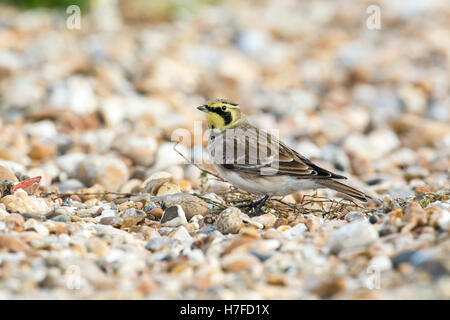 Ufer oder gehörnte Lerche (Eremophila Alpestris) auf küstennahen Schindel im winter Stockfoto