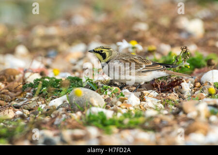 Ufer oder gehörnte Lerche (Eremophila Alpestris) auf küstennahen Schindel im winter Stockfoto