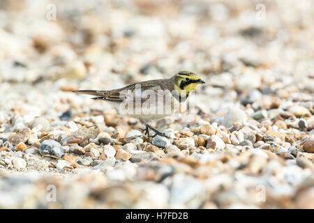 Ufer oder gehörnte Lerche (Eremophila Alpestris) auf küstennahen Schindel im winter Stockfoto