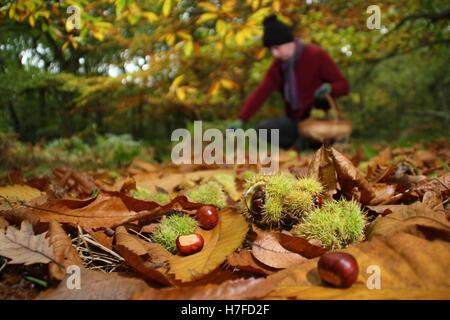 Frisch gefallenen Kastanien (Castanea sativa) vom Boden eines englischen Wald an einem strahlenden Herbsttag (Oktober), UK gesammelt Stockfoto