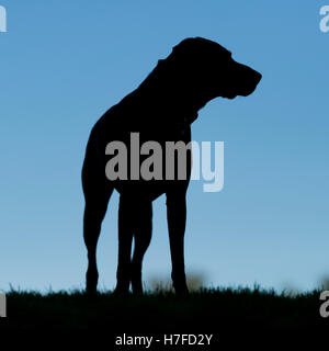 Eine Silhouette ein Deutscher Kurzhaariger Vorstehhund auf Wimbledon Common Stockfoto