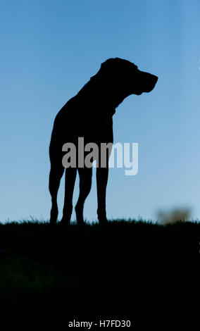 Eine Silhouette ein Deutscher Kurzhaariger Vorstehhund auf Wimbledon Common Stockfoto