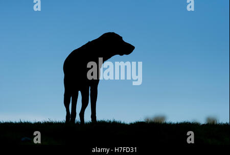 Eine Silhouette ein Deutscher Kurzhaariger Vorstehhund auf Wimbledon Common Stockfoto